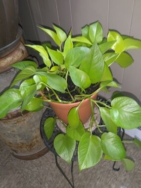 Neon Green Pothos Propagated Clipping